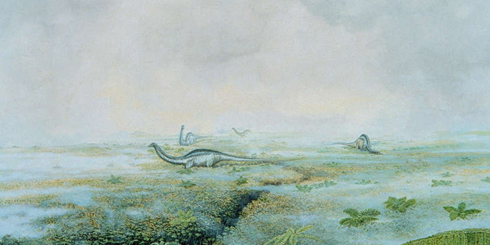 Drawing of an ancient landscape with long necked dinosaurs grazing on grass