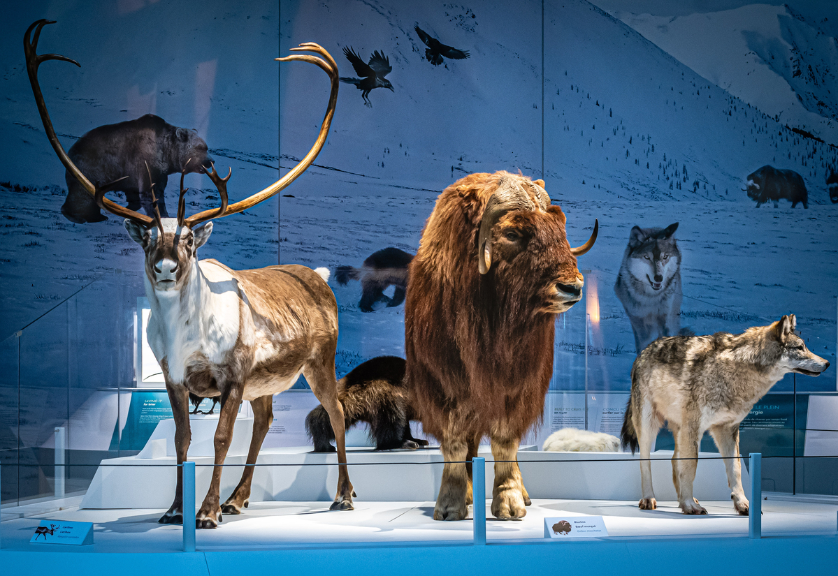 A reindeer, a yak, and a wolf model on display.