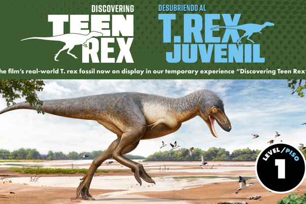 A juvenile T. rex dinosaur plays in a natural setting, showcasing it's youthful energy and curiosity.