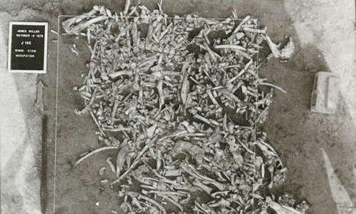 original black and white photograph of piles of bones from the Jones Miller site in 1975