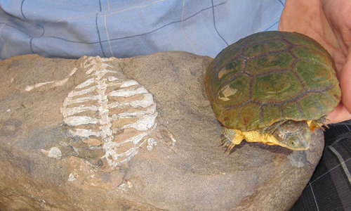 Man holding a modern turtle next to a rock showing the fossilized skeleton of a prehistoric turtle.