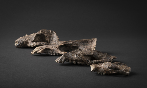 array of 4 fossilized skulls lined up in a row on a dark gray background