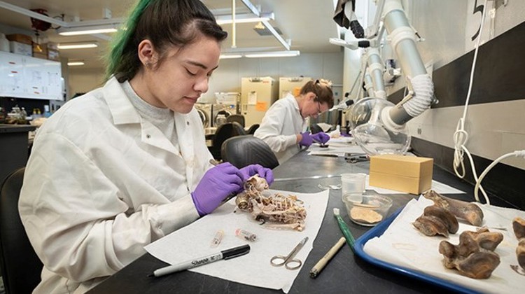 Andie Carrillo works in the Zoology Prep Lab on a vertebrae