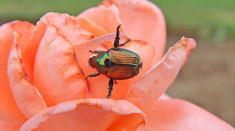 Image of a japanese beetle on a pink rose