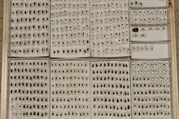 Hundreds of small beetles pinned on paper