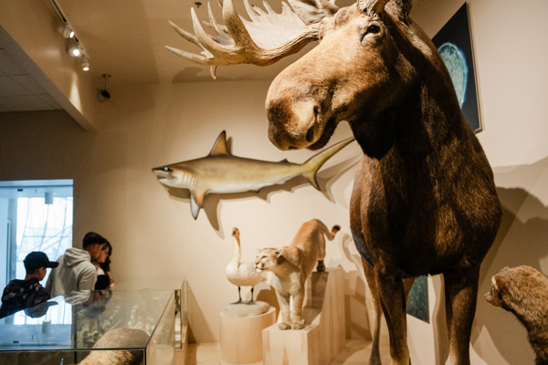 A taxidermied moose with other wildlife in the background